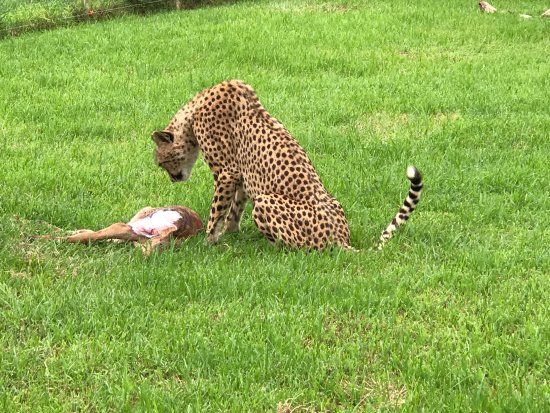 East London Lion Park